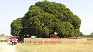 Thành Devdaha
